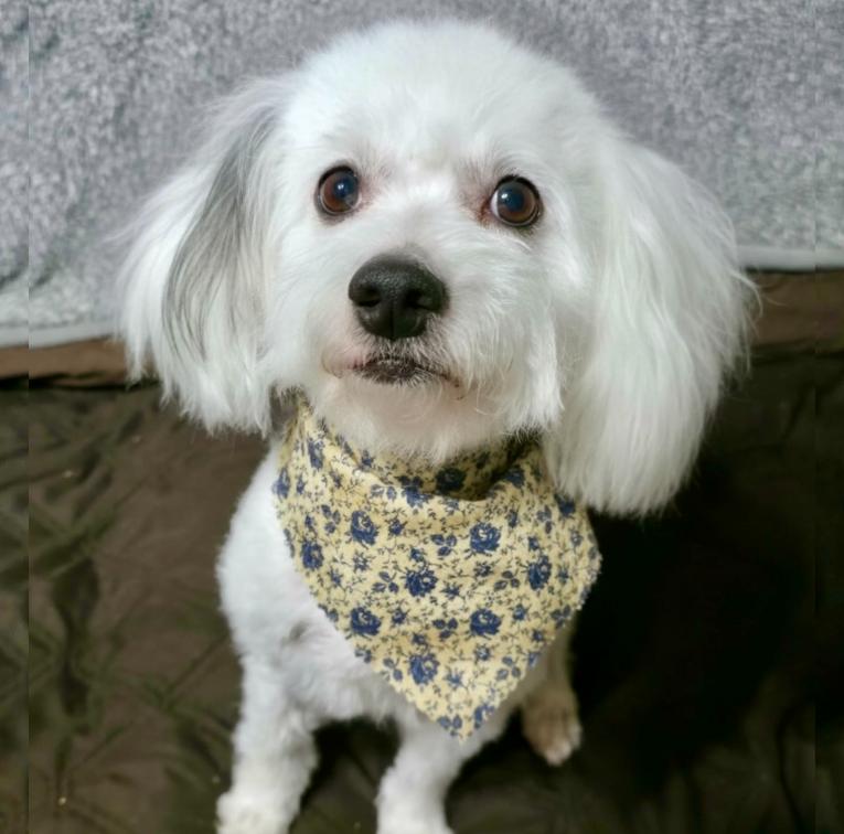 Coco, ADOPTABLE, Adult Female Poodle & Mixed Breed.