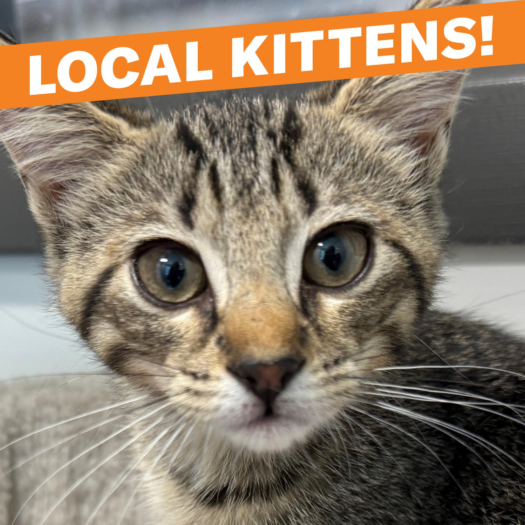 LOCAL KITTENS! Chex, Froot Loop and Kix