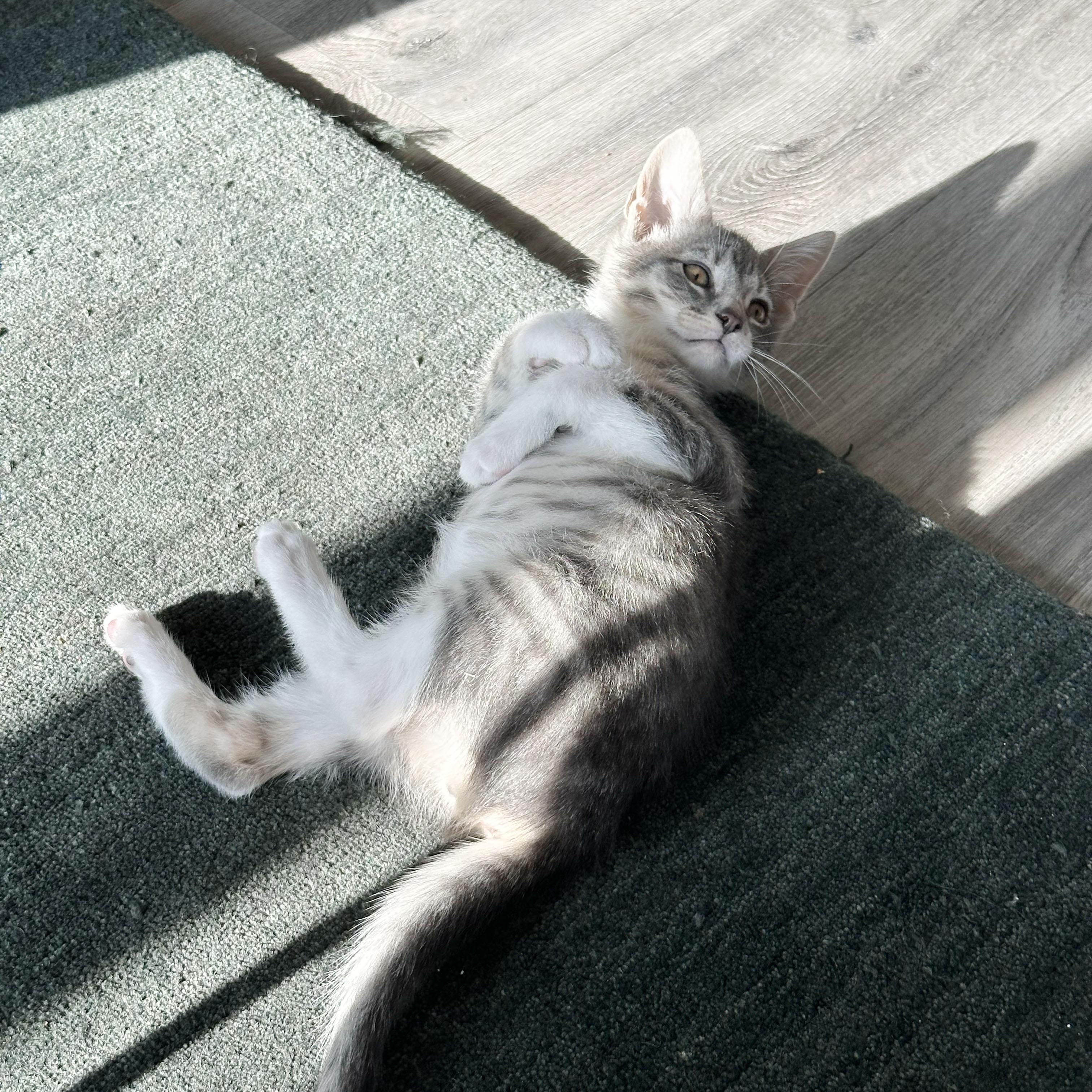 Enlarge Crease, a ADOPTABLE Domestic Short Hair in BROOKLYN, NY image 3/6