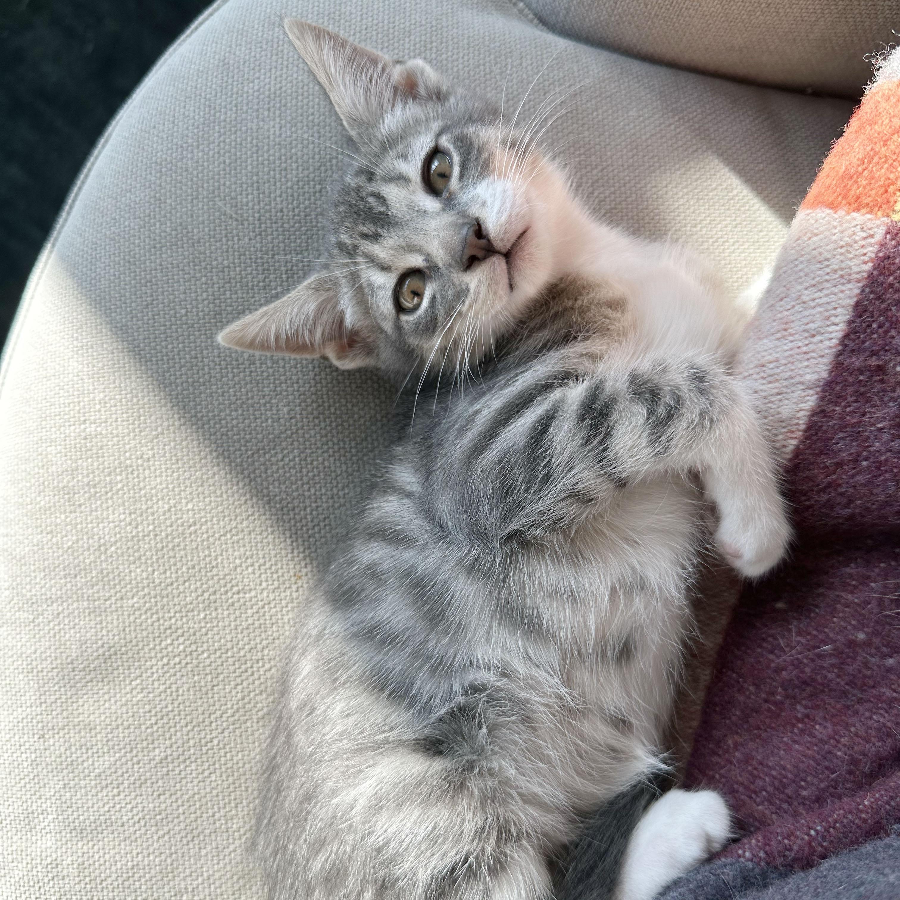 Enlarge Crease, a ADOPTABLE Domestic Short Hair in BROOKLYN, NY image 5/6