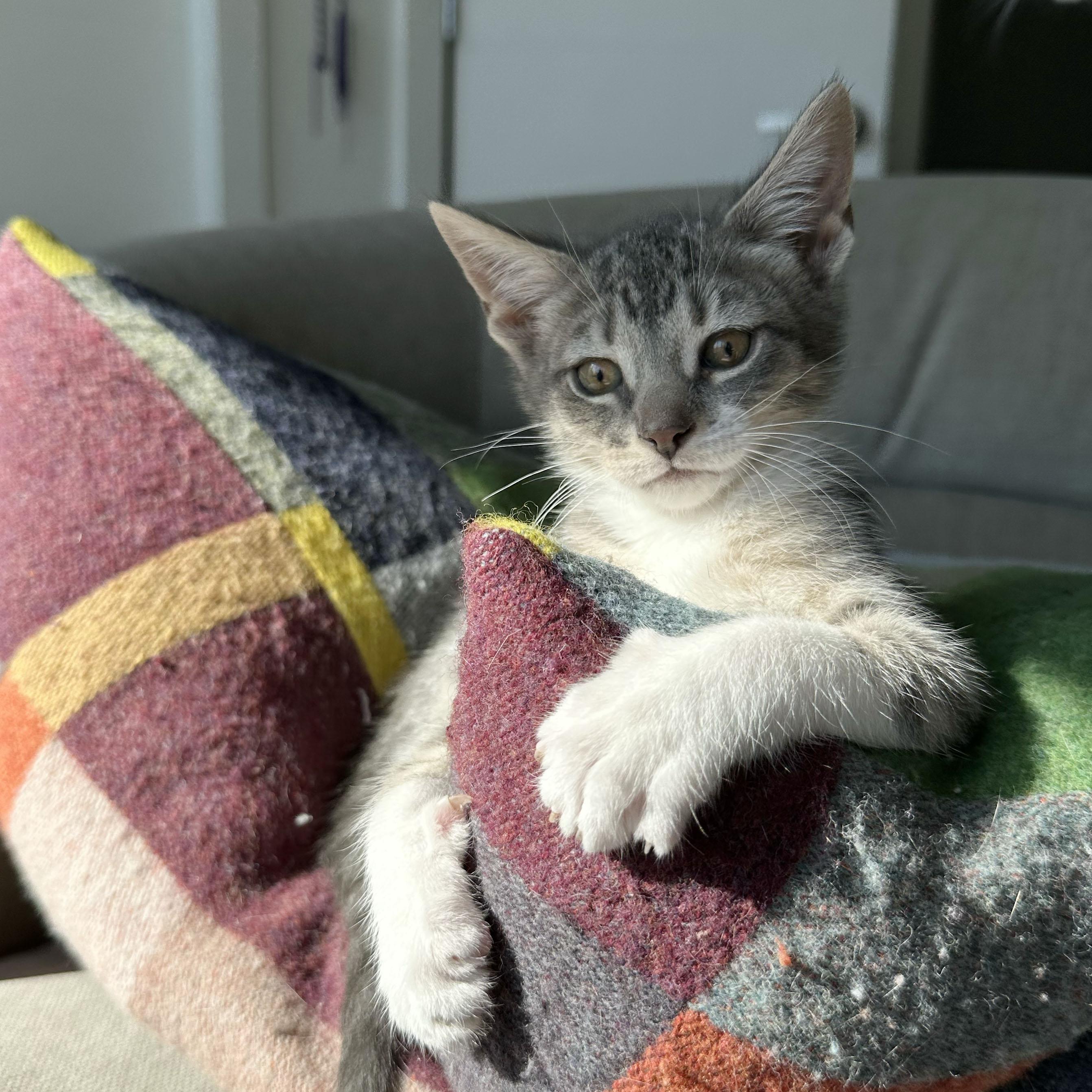 Enlarge Crease, a ADOPTABLE Domestic Short Hair in BROOKLYN, NY image 2/6