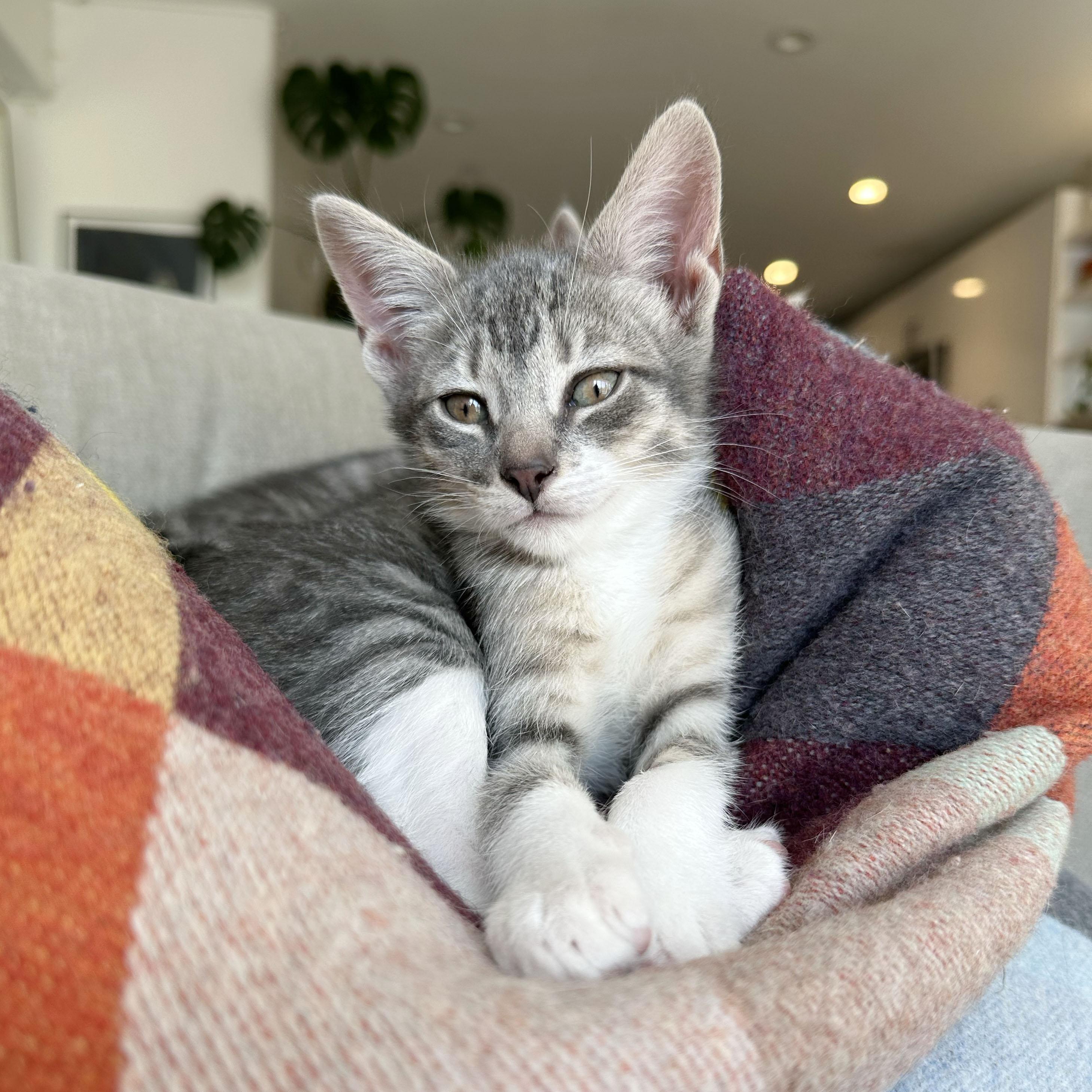 Crease, ADOPTABLE, Kitten Male Domestic Short Hair.