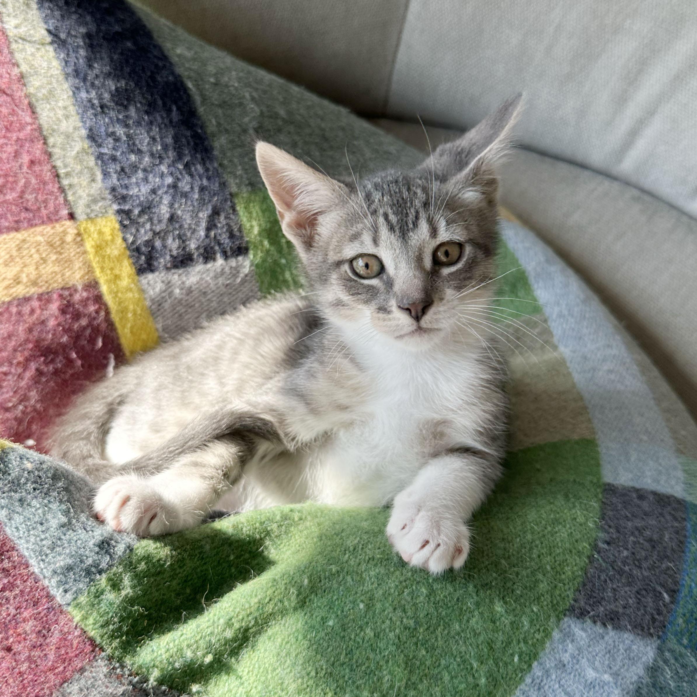 Enlarge Crease, a ADOPTABLE Domestic Short Hair in BROOKLYN, NY image 4/6