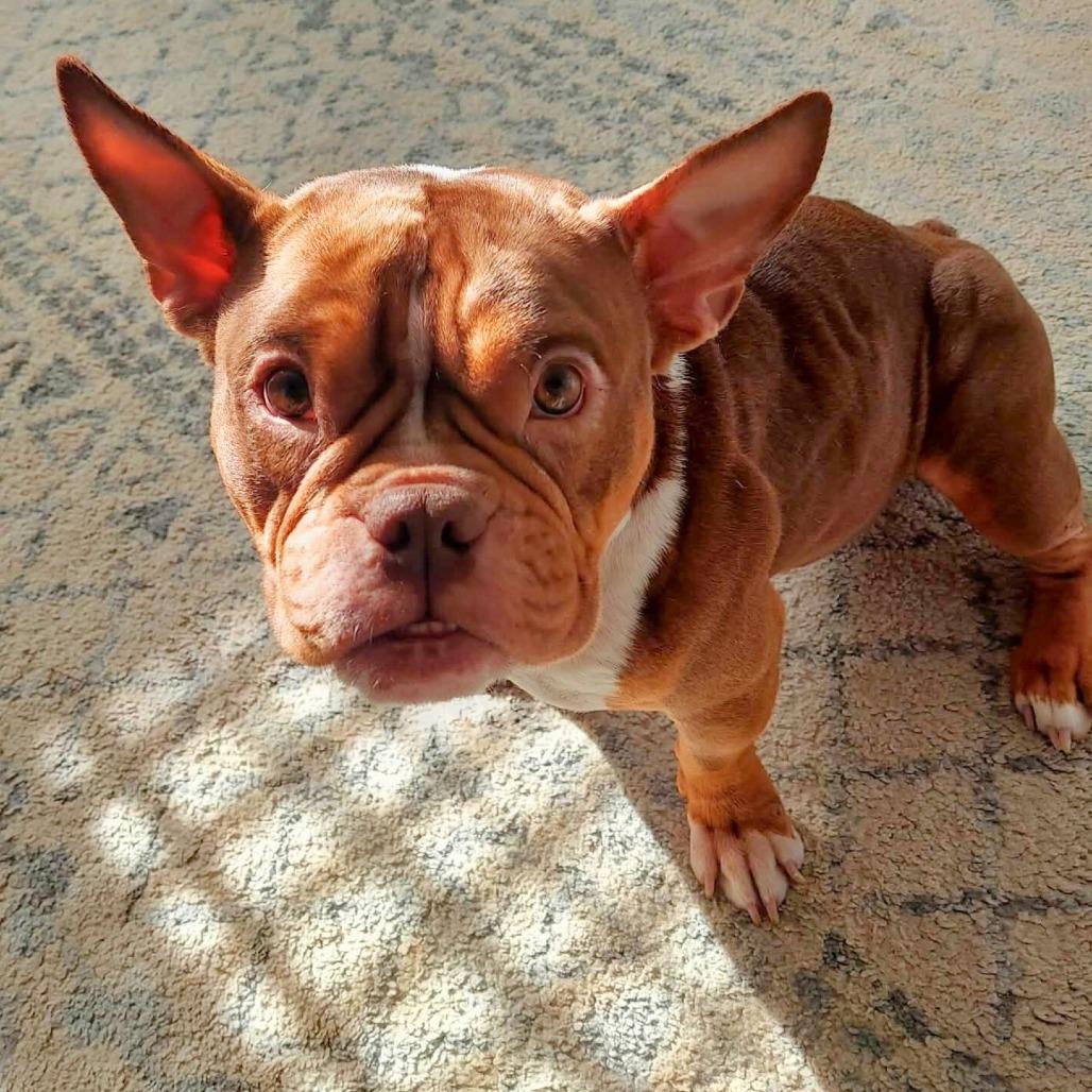 Enlarge Misa, a Adoptable Mixed Breed in South Portland, ME image 1/5