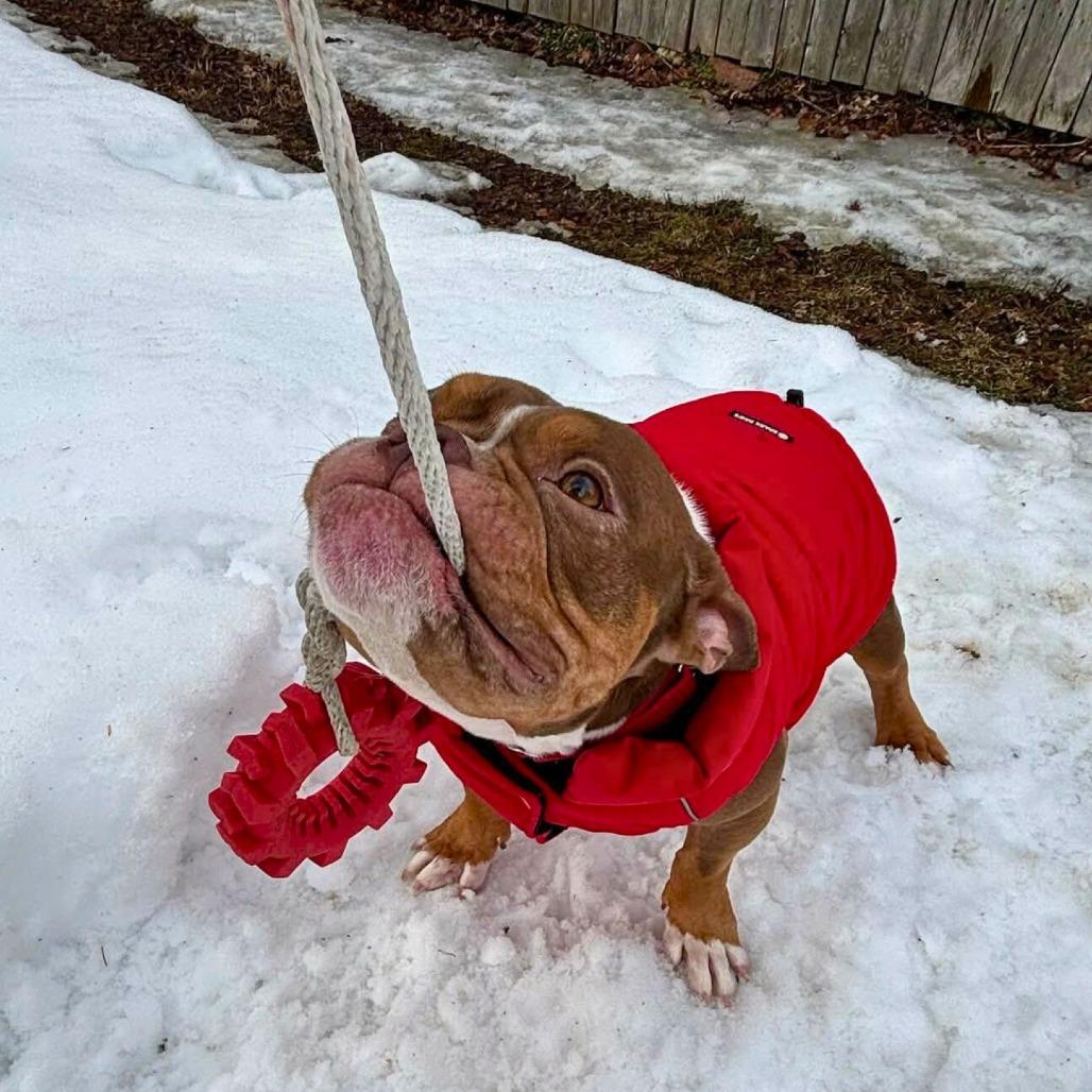 Enlarge Misa, a Adoptable Mixed Breed in South Portland, ME image 3/5