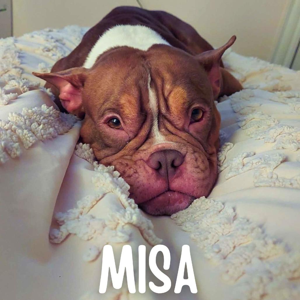 Misa — thumbnail 4