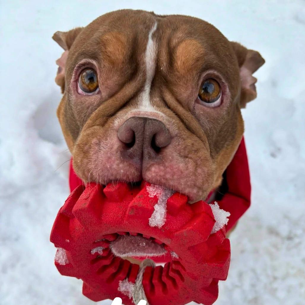 Enlarge Misa, a Adoptable Mixed Breed in South Portland, ME image 5/5