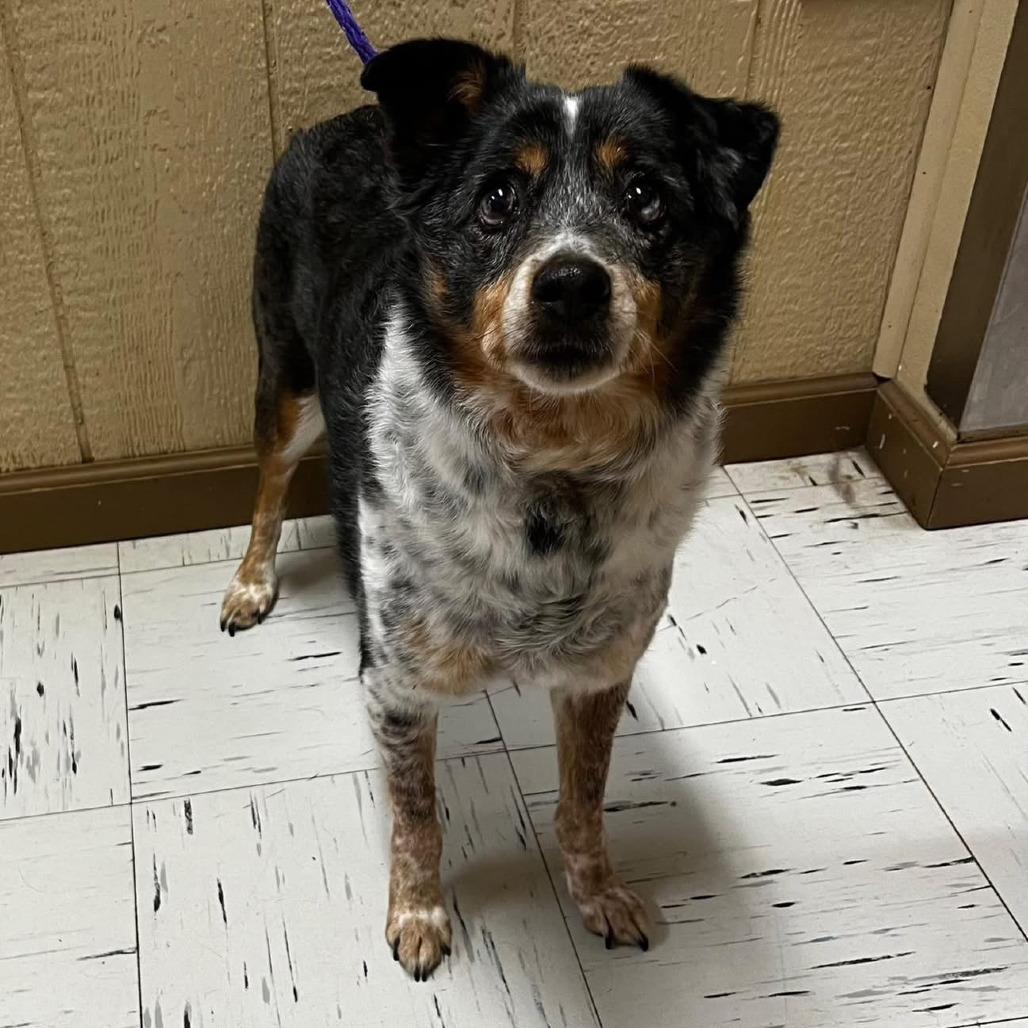 Grace #271.26, an adopted mixed breed in Kerrville, TX image 3/3