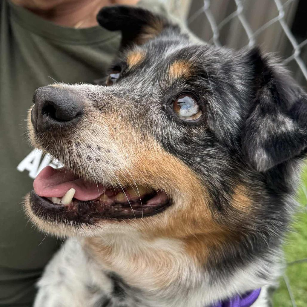 Grace #271.26, an adopted mixed breed in Kerrville, TX image 2/3