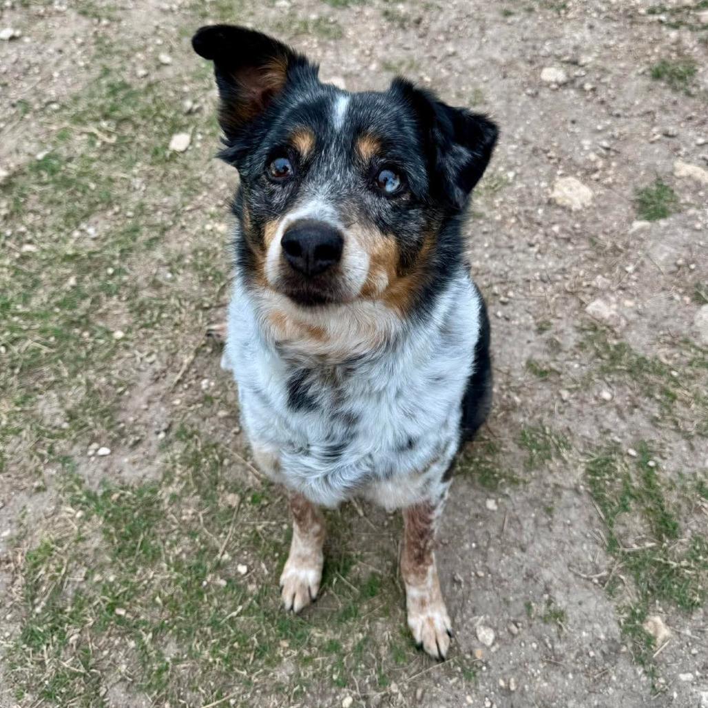 Grace #271.26, an adopted mixed breed in Kerrville, TX image 1/3