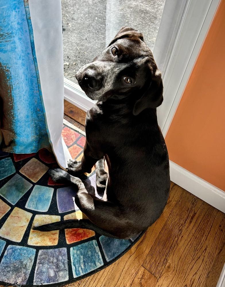 Enlarge Jackson, a Adoptable mixed breed in Greenlawn, NY image 1/6