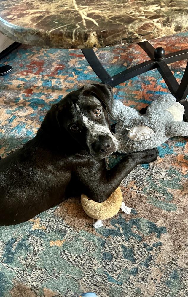 Enlarge Jackson, a Adoptable mixed breed in Greenlawn, NY image 2/6