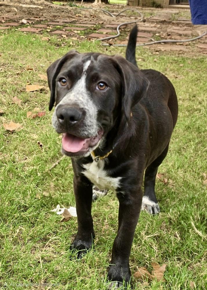 Enlarge Jackson, a Adoptable mixed breed in Greenlawn, NY image 3/6