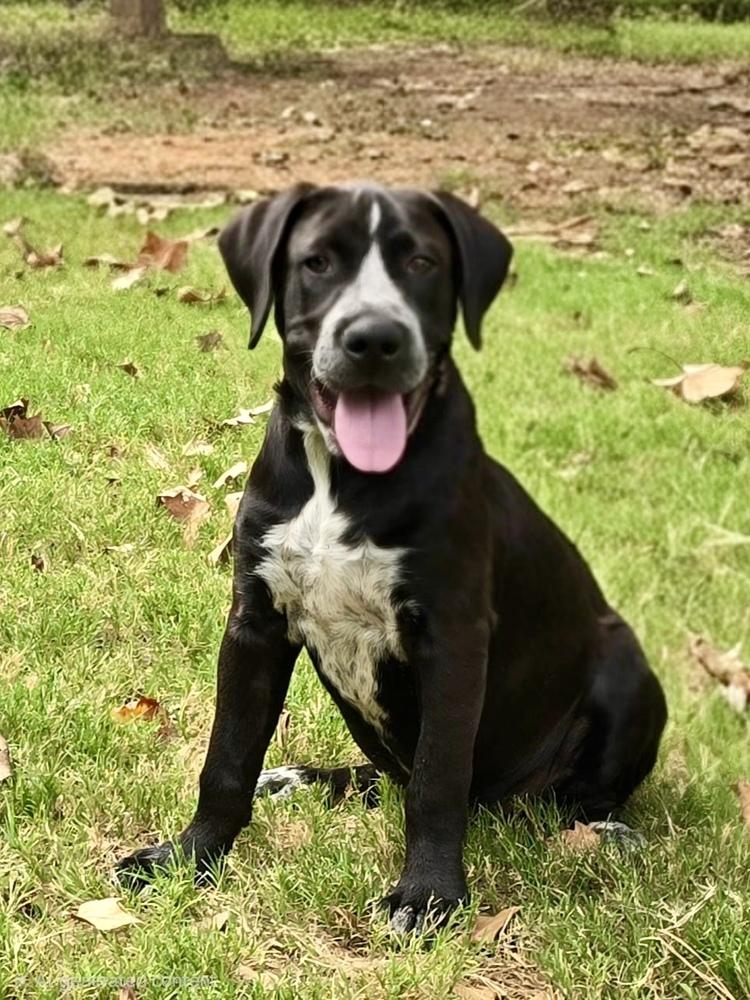 Enlarge Jackson, a Adoptable mixed breed in Greenlawn, NY image 5/6