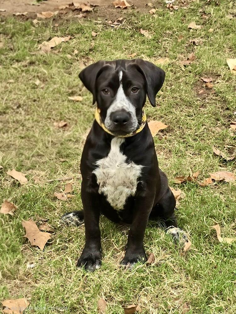 Enlarge Jackson, a Adoptable mixed breed in Greenlawn, NY image 6/6