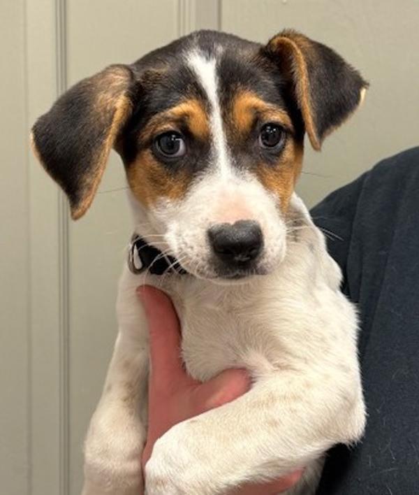 Enlarge Beth, a Adoptable mixed breed in Littleton, CO image 1/1