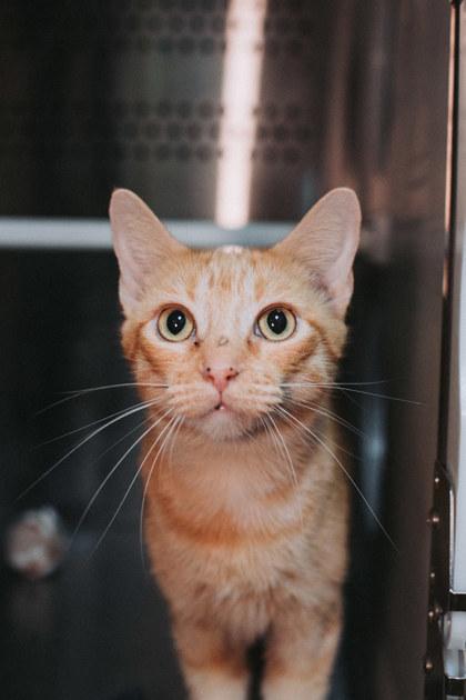 87930a Bramblebee-Pounce Cat Cafe, Adoptable, Young Female Domestic Short Hair & Domestic Short Hair.