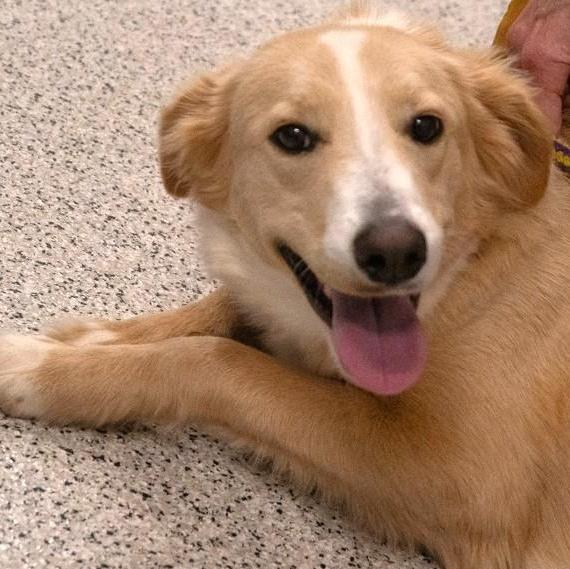 Enlarge Buttercup, an adoptable mixed breed in Palatine, IL image 2/2