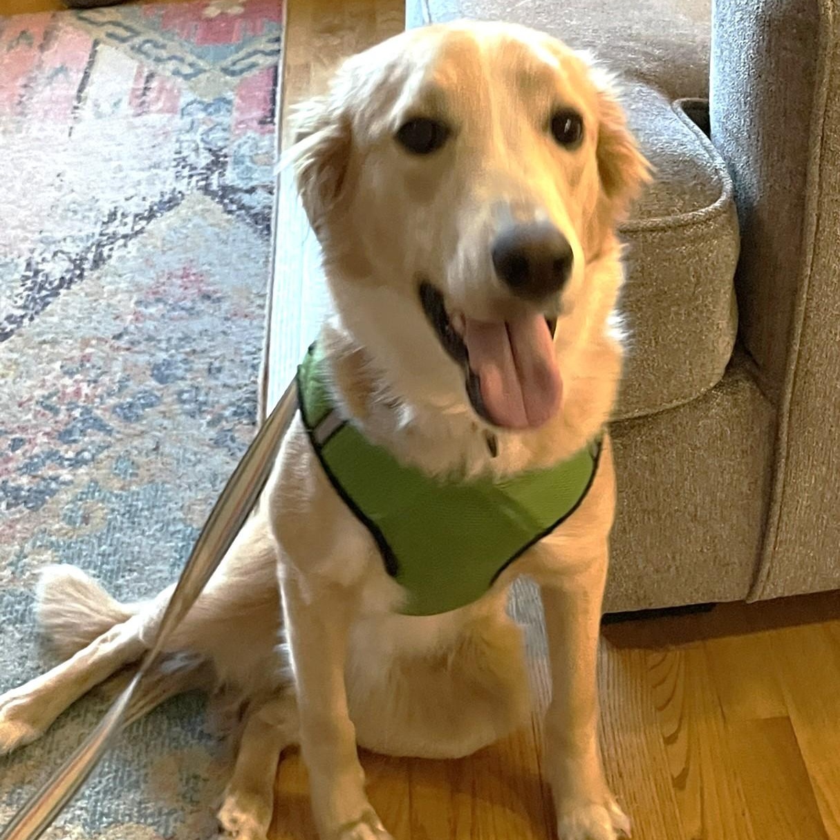 Buttercup, adoptable, Adult Female Retriever & Mixed Breed.