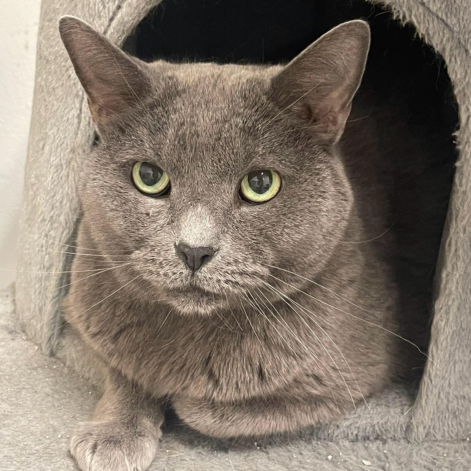 Charcoal, Adoptable, Adult Male Domestic Short Hair.