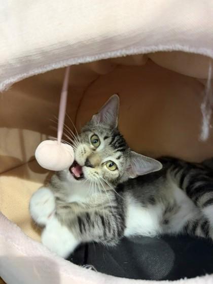 Avoyelles, Adoptable, Adult Male Domestic Short Hair & Domestic Short Hair.