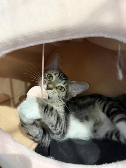 Enlarge Avoyelles, a Adoptable mixed breed in Port Allen, LA image 3/3