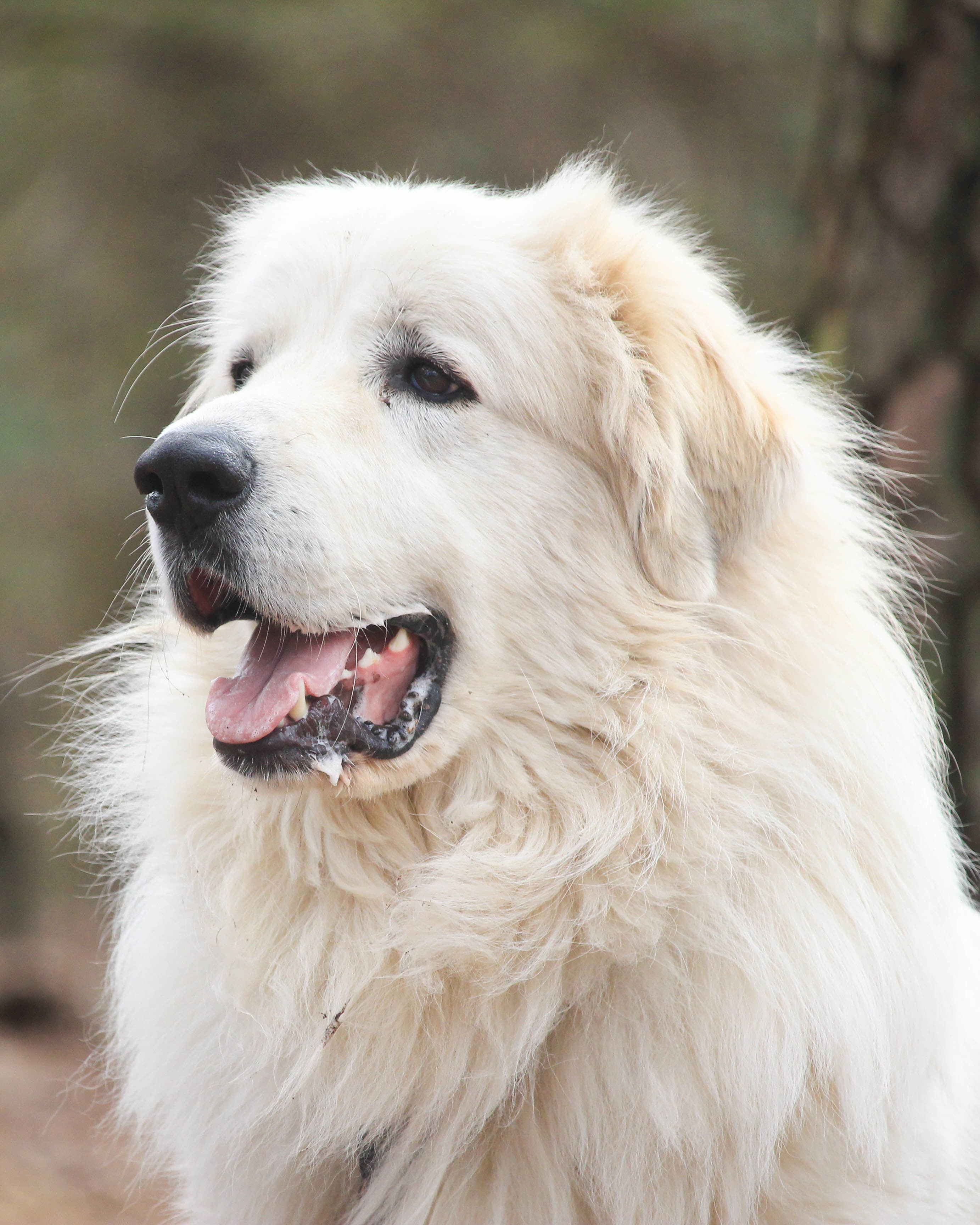 Kristoph, Adoptable, Senior Male Great Pyrenees.