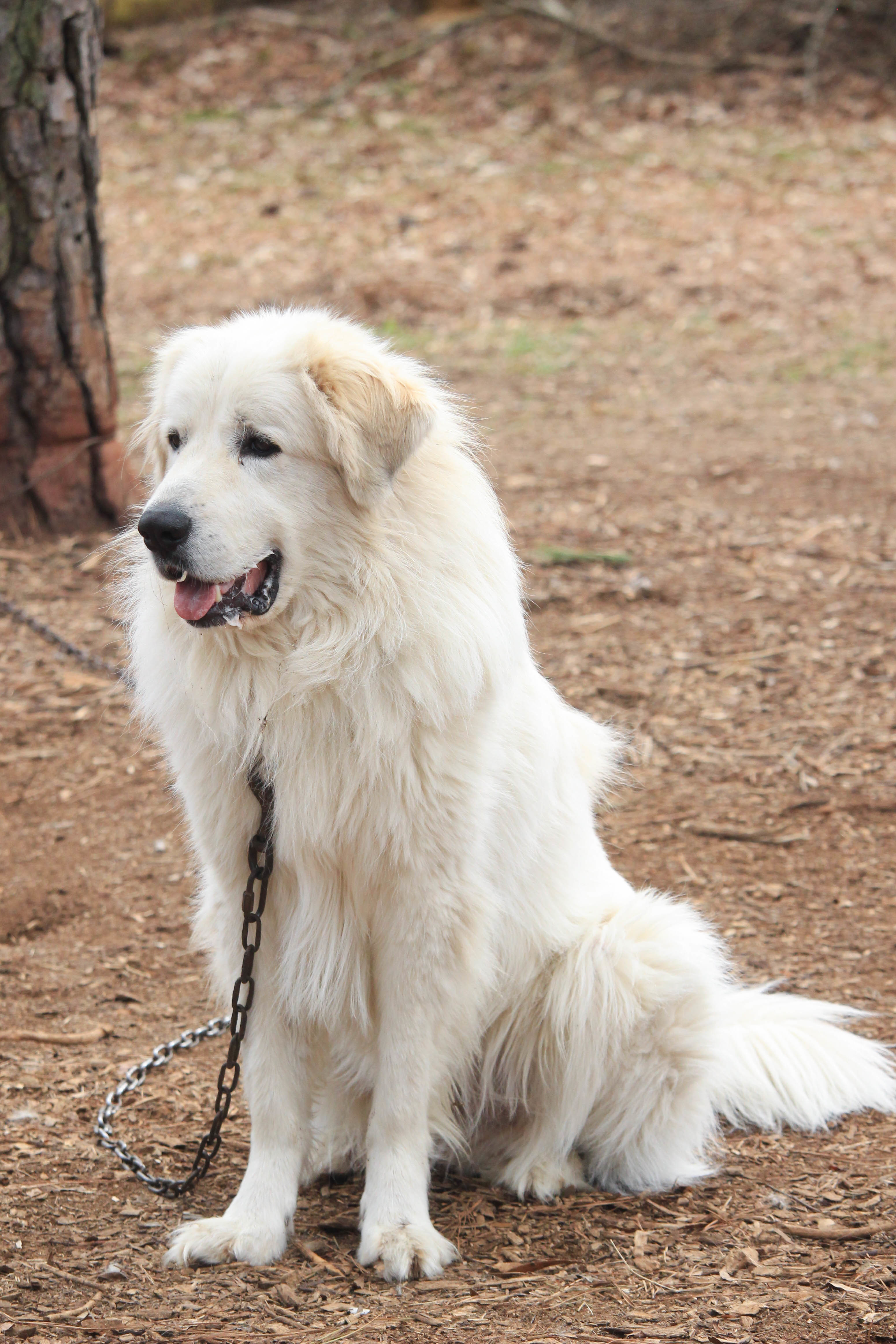 Kristoph, a Adoptable Great Pyrenees in Richmond, VA image 2/10