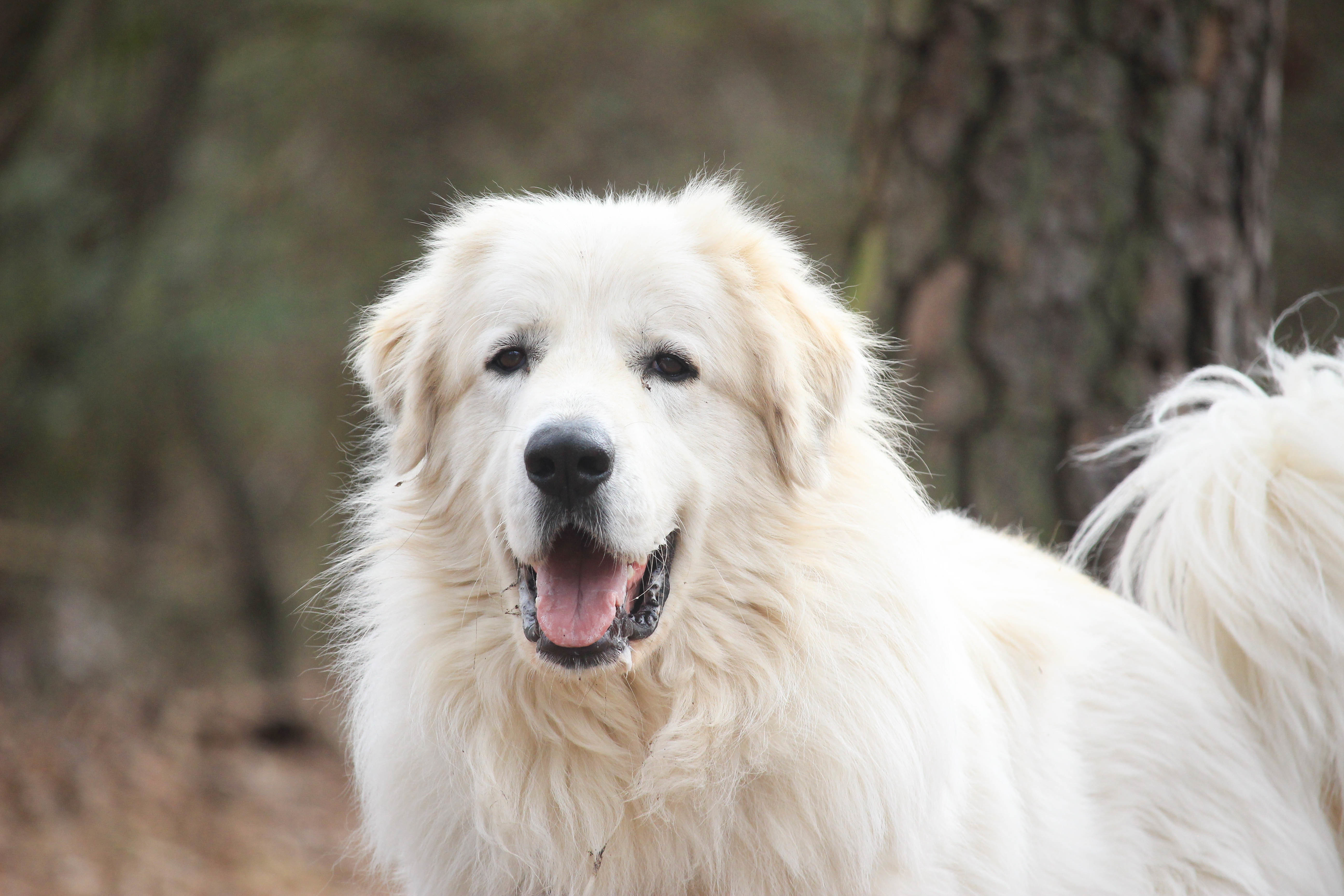 Kristoph, Adoptable, Senior Male Great Pyrenees.