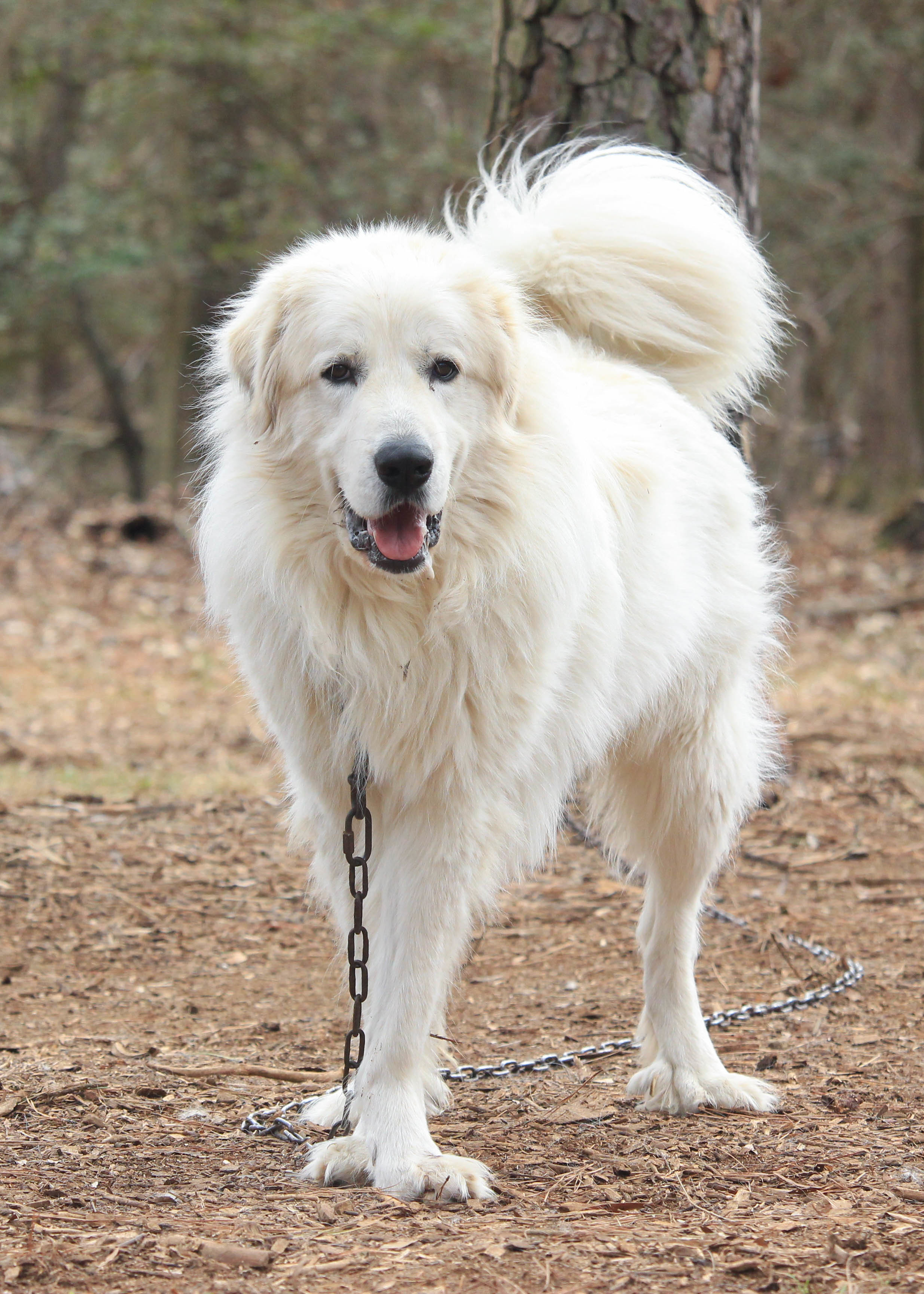 Kristoph, an adoptable Great Pyrenees in Richmond, VA, 23231 | Photo Image 4
