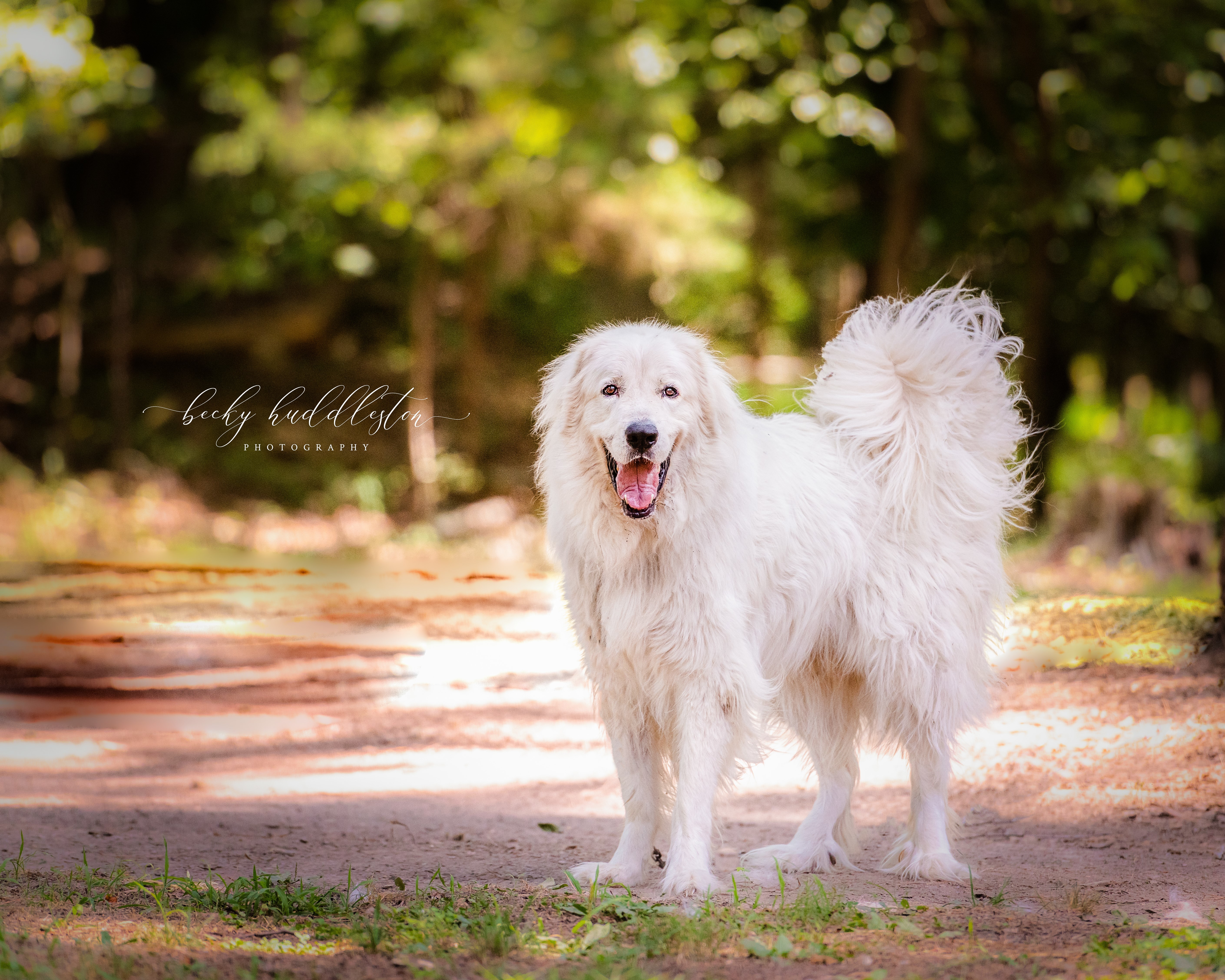 Kristoph, an adoptable Great Pyrenees in Richmond, VA, 23231 | Photo Image 5