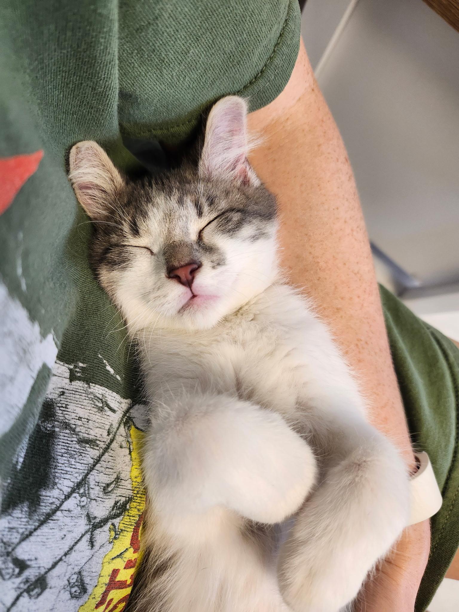 Cashew, a ADOPTABLE Domestic Short Hair in Saint Charles, MO image 2/2