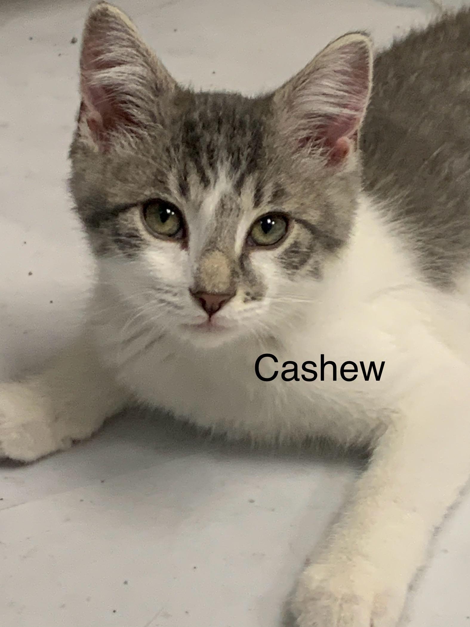 Cashew, ADOPTABLE, Kitten Male Domestic Short Hair.
