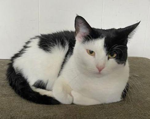 Rose, Adoptable, Adult Female Domestic Short Hair.