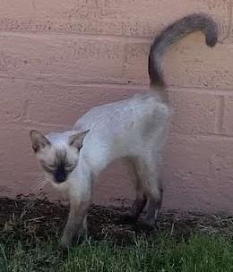 Enlarge Frosty, a Adopted Siamese in Phoenix, AZ image 1/1