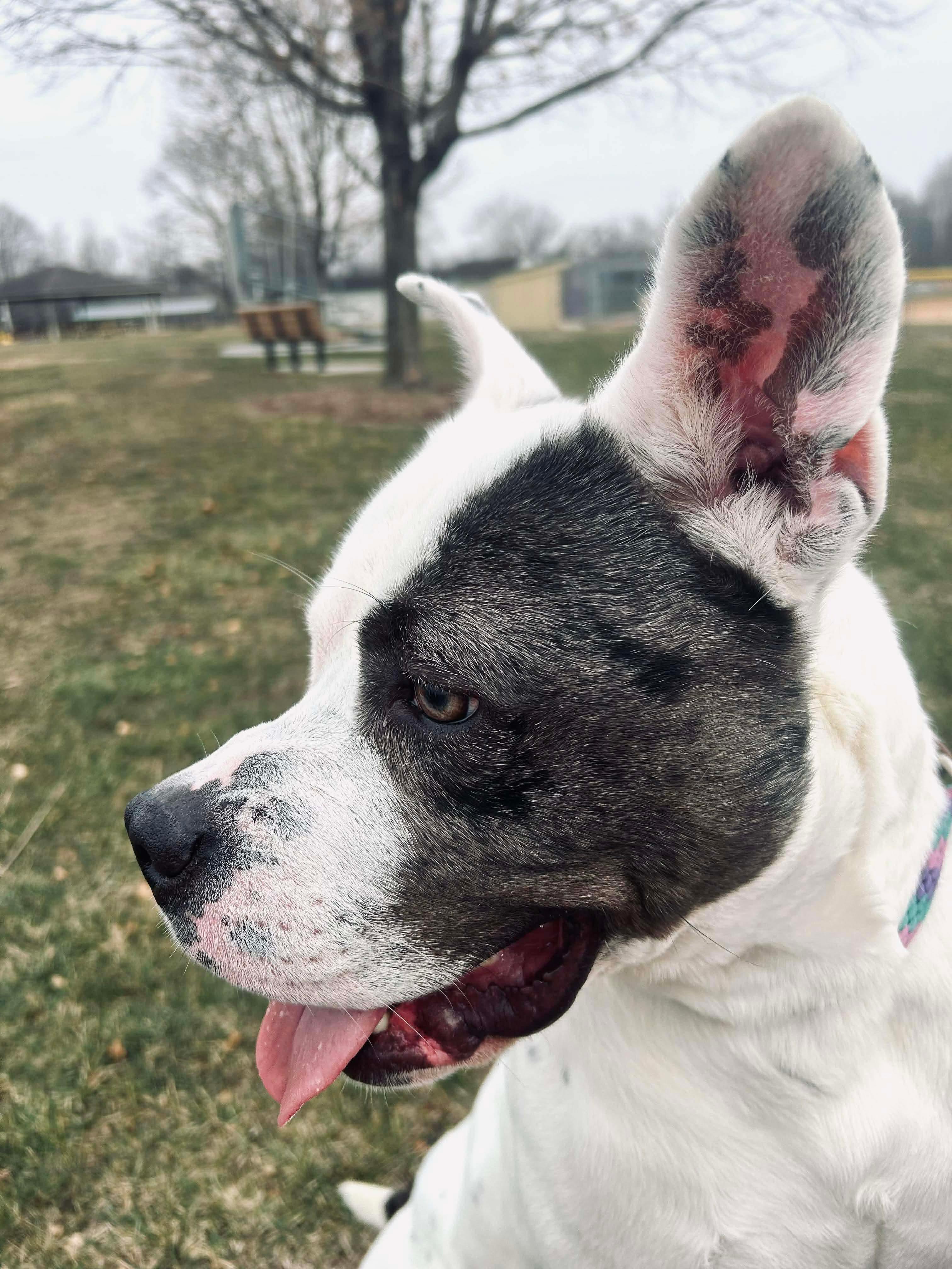 Enlarge Dutch, a ADOPTABLE mixed breed in Mechanicsburg, PA image 5/5