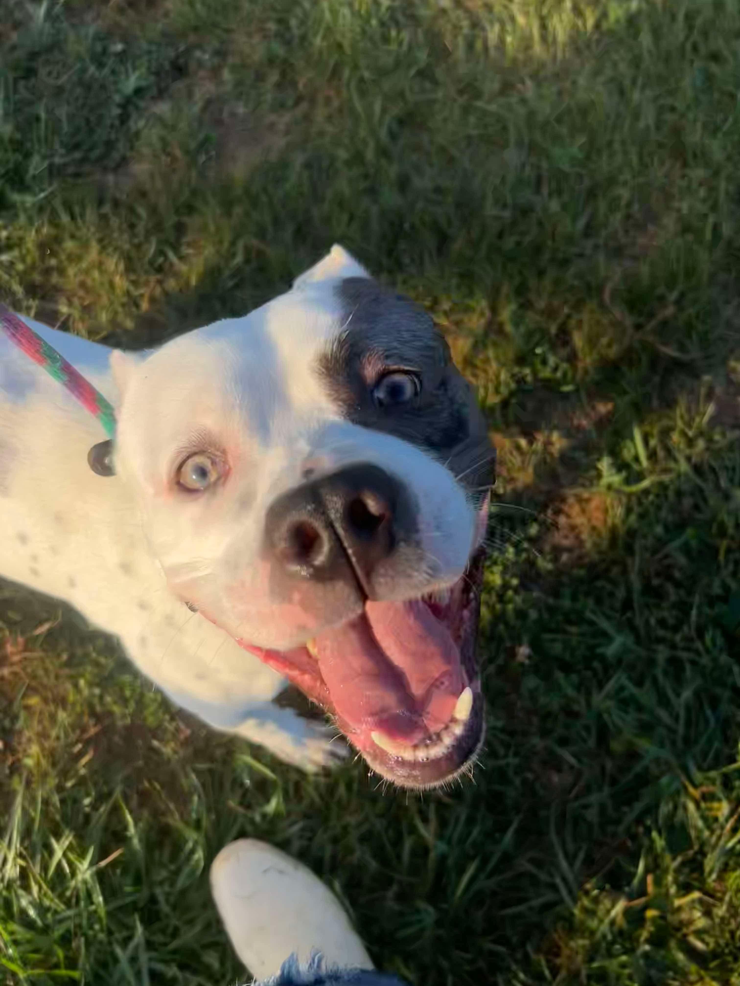 Enlarge Dutch, a ADOPTABLE mixed breed in Mechanicsburg, PA image 4/5