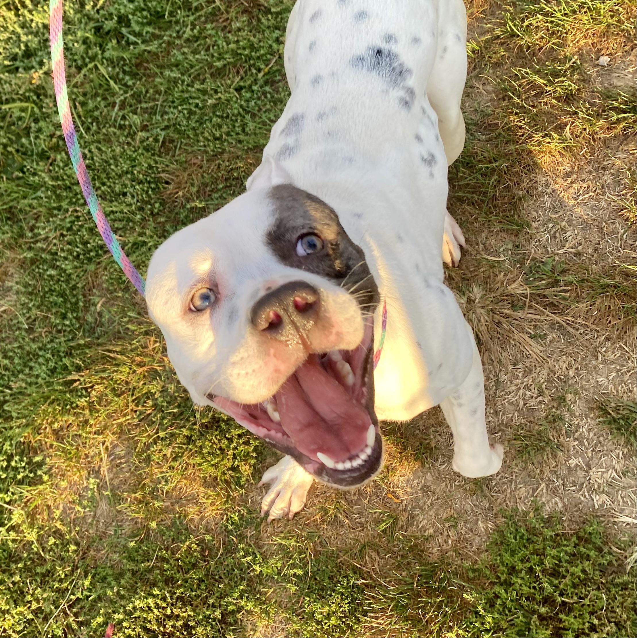 Enlarge Dutch, a ADOPTABLE mixed breed in Mechanicsburg, PA image 1/5