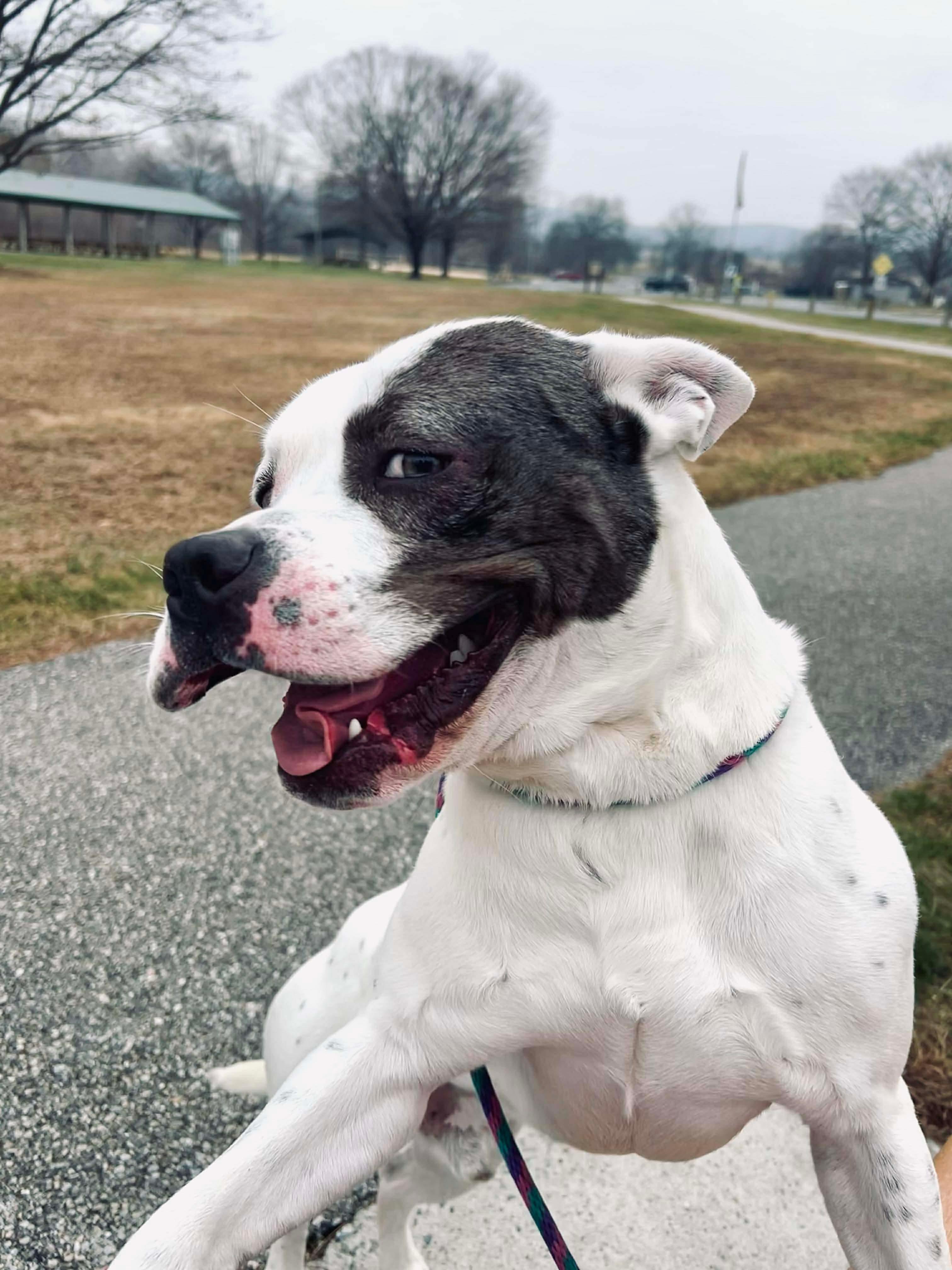 Enlarge Dutch, a ADOPTABLE mixed breed in Mechanicsburg, PA image 2/5