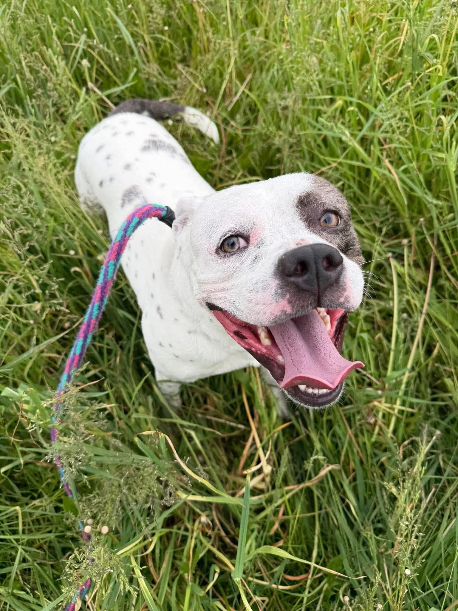 Enlarge Dutch, a ADOPTABLE mixed breed in Mechanicsburg, PA image 5/5