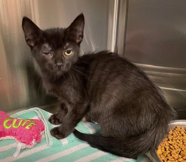Billy, an adoptable Domestic Short Hair in Prudenville, MI_image-1