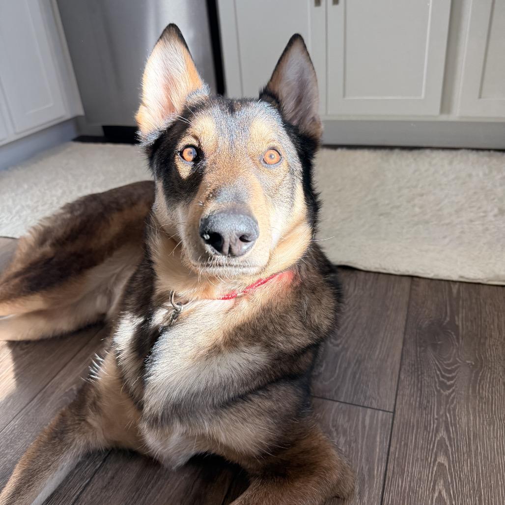 Otto - IN FOSTER, Adoptable, Adult Male German Shepherd Dog & Mixed Breed.