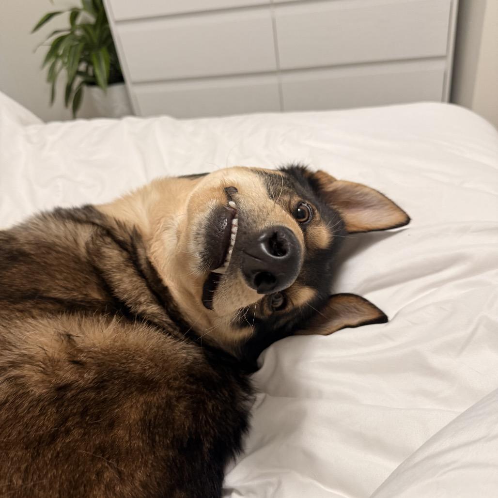 Enlarge Otto - IN FOSTER, a Adoptable mixed breed in Birdsboro, PA image 2/4