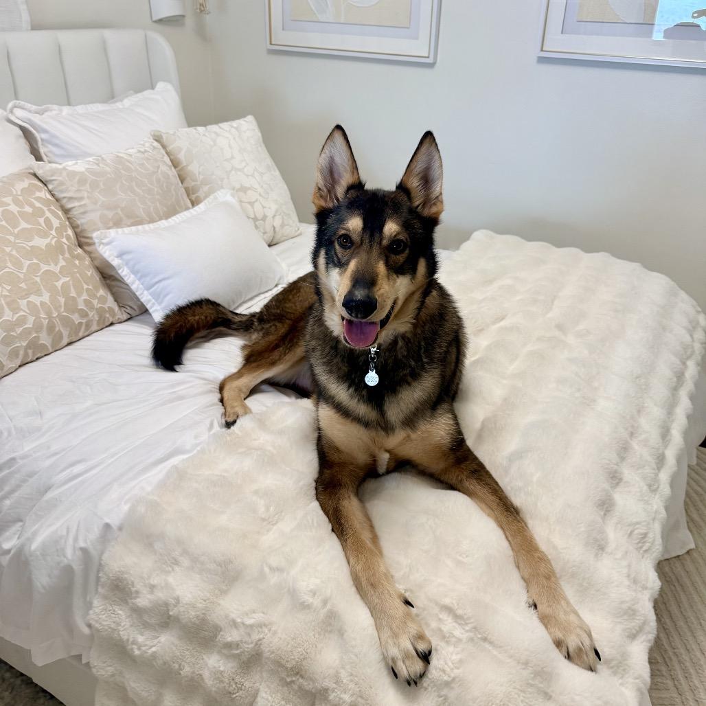 Enlarge Otto - IN FOSTER, a Adoptable mixed breed in Birdsboro, PA image 3/4