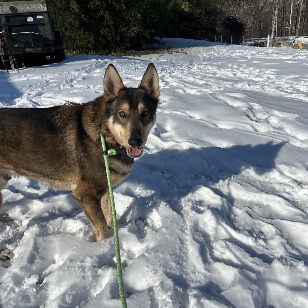 Enlarge Otto - IN FOSTER, a Adoptable mixed breed in Birdsboro, PA image 4/4