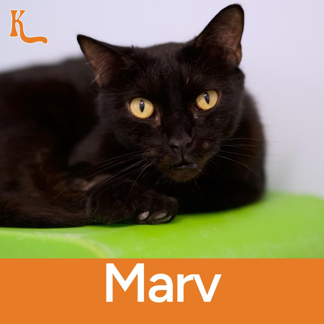 Marv