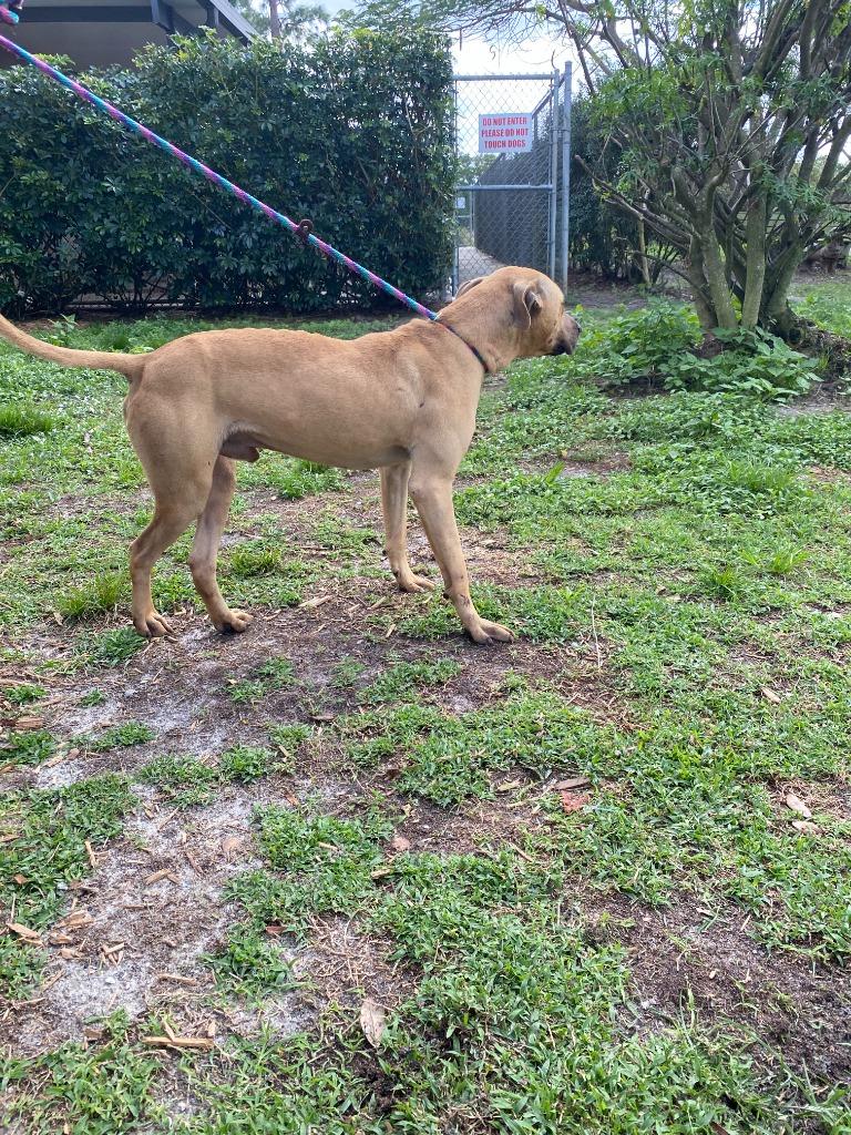 Rosco, Adoptable, Adult Male Hound.