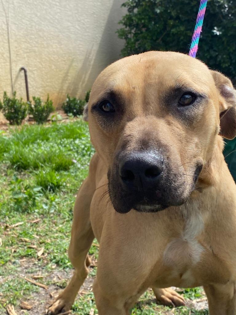 Rosco, a Adoptable mixed breed in Fort Pierce, FL image 1/6