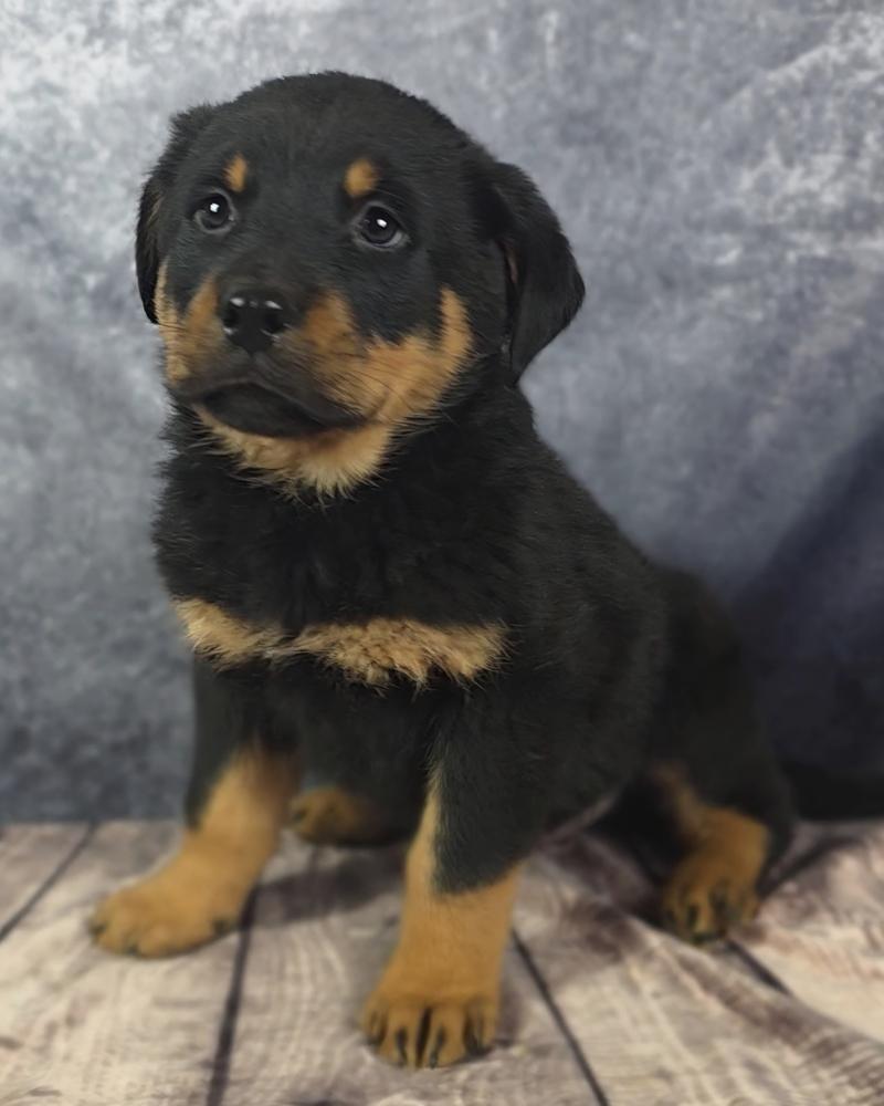 Enlarge Inferno Pack - Blaze, a Adopted mixed breed in Oakland, MI image 1/5