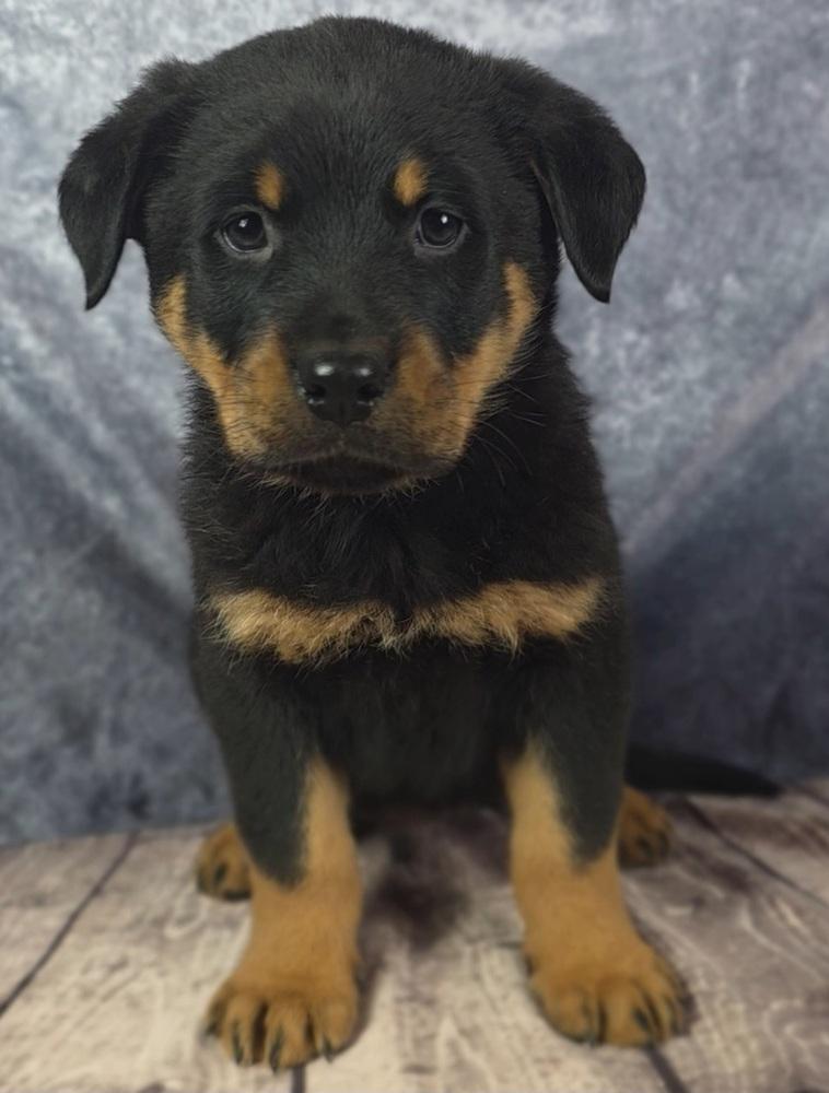 Enlarge Inferno Pack - Blaze, a Adopted mixed breed in Oakland, MI image 2/5